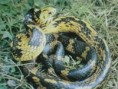 /album/mais-belas1/caninana-jpg/