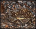 /album/mais-belas1/jararaca-jpg/