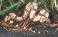/album/mais-belas1/jiboia-jpg1/